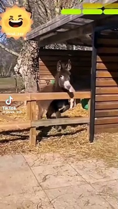 Nature | funny animals