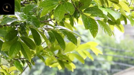 Pashto Song Baran Ham De Lyrics | Slow and Reverb | Karan Khan | Zama Pe Barkha Tanhai Da