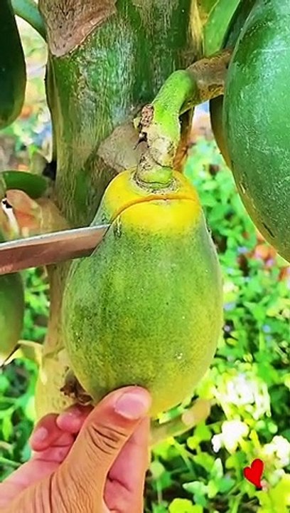 Papaya cutting