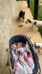 Dad Gets Snake In The Face