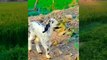 goat child dancing  #shorts #viral #nature #farming  #kamran #desi #life | kamran desi life