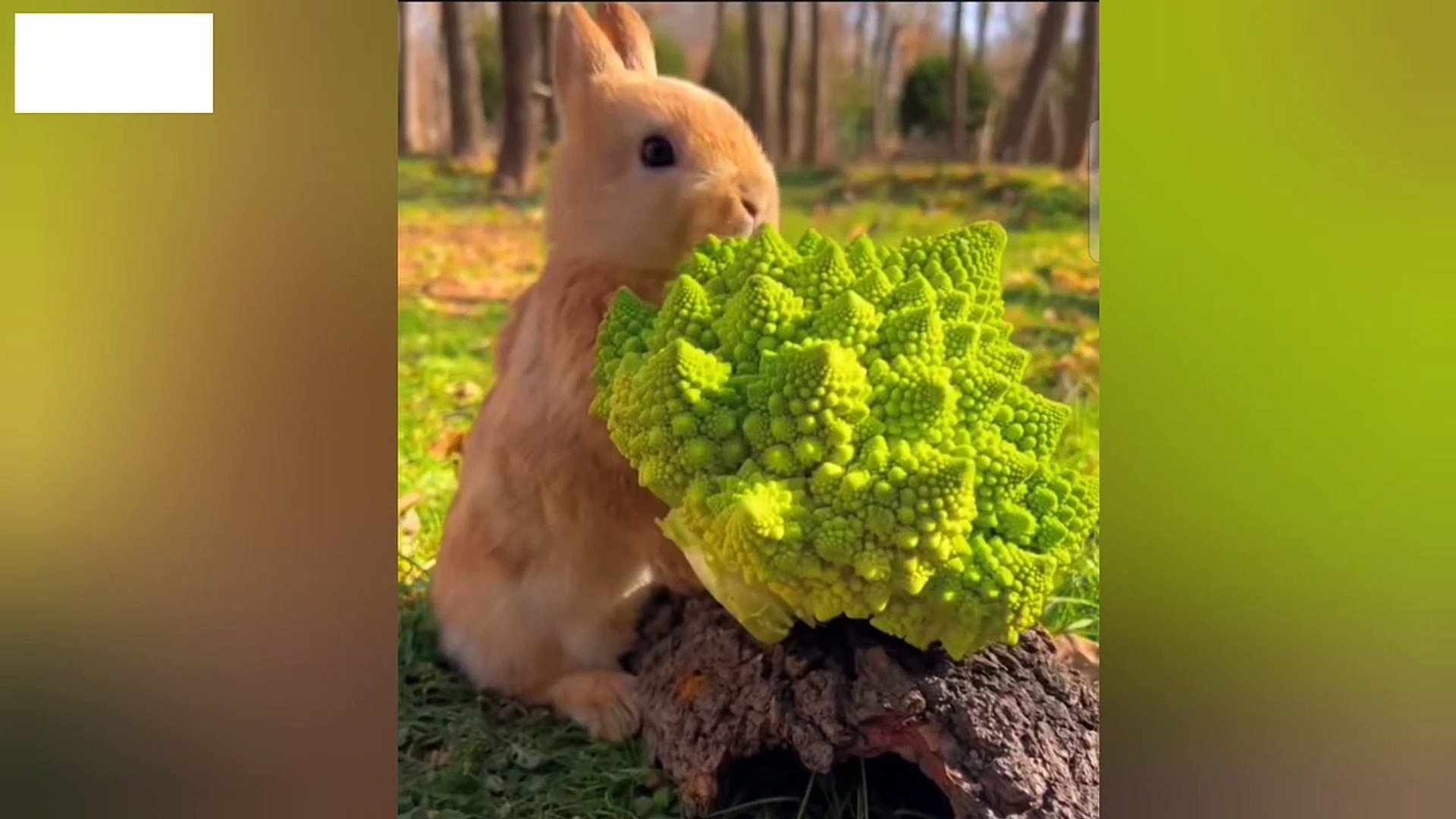 Cute Bunny Rabbit  Baby Rabbits