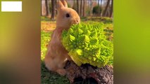 Cute Bunny Rabbit  Baby Rabbits