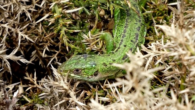Le lézard vert est le plus gros des lézards bretons, avec ses 30-40 cm de longueur