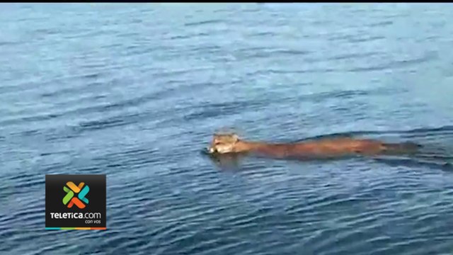 tn7-avistamiento-de-animales-100423