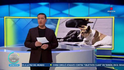 Frenan matanza de perros ordenada por alcalde de Xochimilco