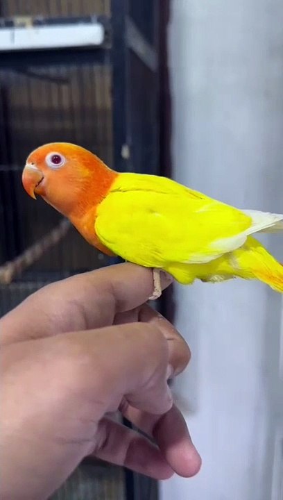 Lotino parsnata classic chicks. @lovebirds