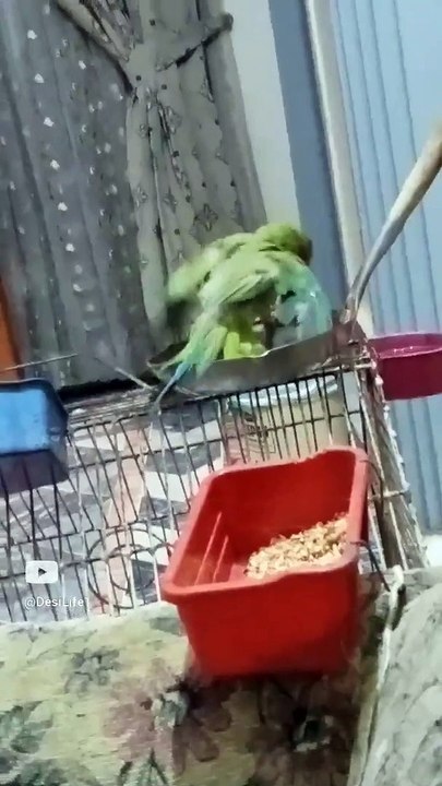 beautiful recitation  #shorts #viral #swimming #parrot #kamran #desi #life