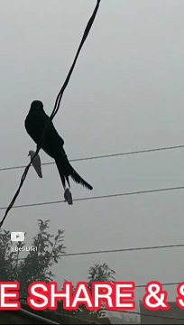 fog in punjab | پنجاب میں دھند کا راج | kamran desi life