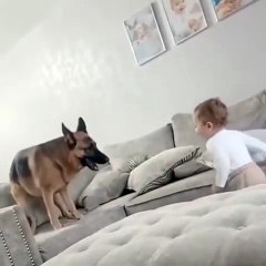 Лучший друг человека