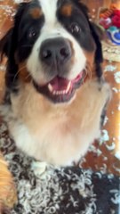 Doggie DIY Welcome Home Gift