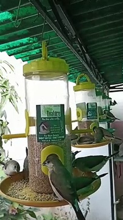 वीडियो: देखें, ऐसी जगह जहां एक साथ दाना चुगते हैं कई पक्षी