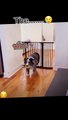 Funny and Unbelievable Dog Move How is it possible...?
