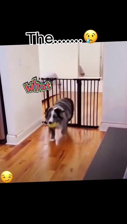 Funny and Unbelievable Dog Move How is it possible...?