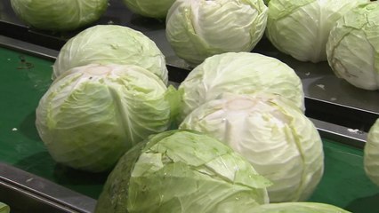 벼 대신 심는 양배추 모두 수매..."판로 걱정 마세요!" / YTN