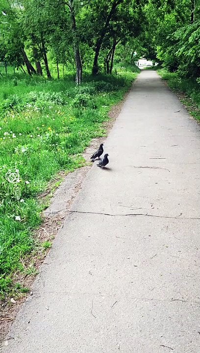 slow flight))
