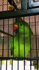 Parrot 