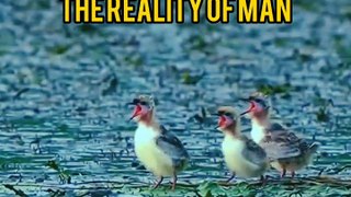 Dailymotion latest cute little beautiful bird video