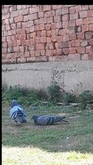 Pigeon pair love ❤️... wait for end