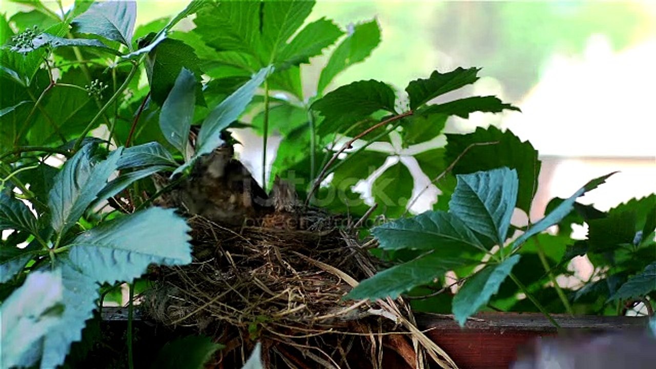 Bird is feeding babies
