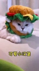 There is no born kitten, it's all about taking each bite seriously~# Foodie Cat # Cat's Daily Life