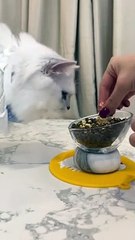 Strength for cooking, refusing to pose # Foodie Cat # Cat in Cat