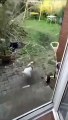 funny animal cat rat fighting And dog