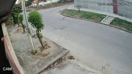 Perrito es atropellado por un conductor de micro