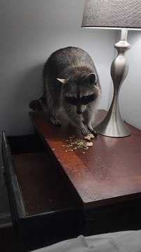 Pet Raccoon Sniffs Out Snacks