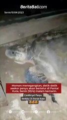 Momen menegangkan, detik-detik seekor penyu akan bertelur di Pantai Kuta, Senin (10/4) malam kemarin.