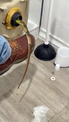 Iguana Finds Comfort Living In A Toilet