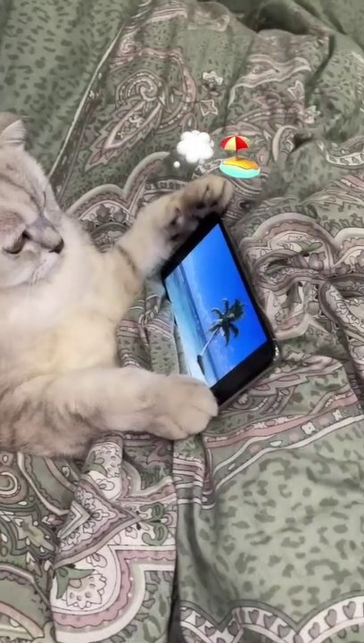 _#cat #fyp