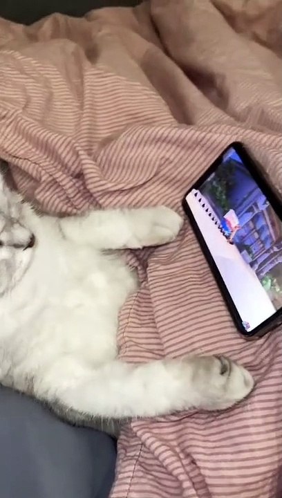 @ozon.ru#cat