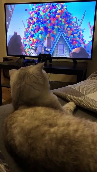 #cat #fypyt