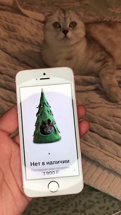 #cat#пэт_шоу