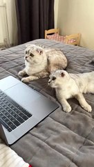 Dreams come true #cat