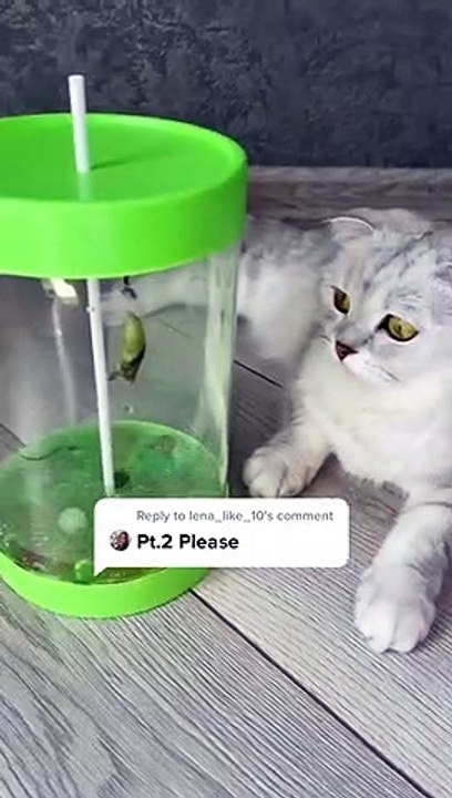 Reply to @lena_like_10#cat #butterfly