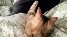 Funny cat videos | cute cats | Try not to laugh | Cat videos Compilation 2023