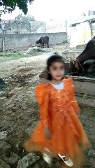 مقدس اپنی گائے کے ساتھ