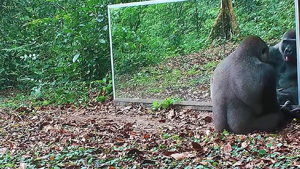 Animals Seeing Themselves For The First Time!
