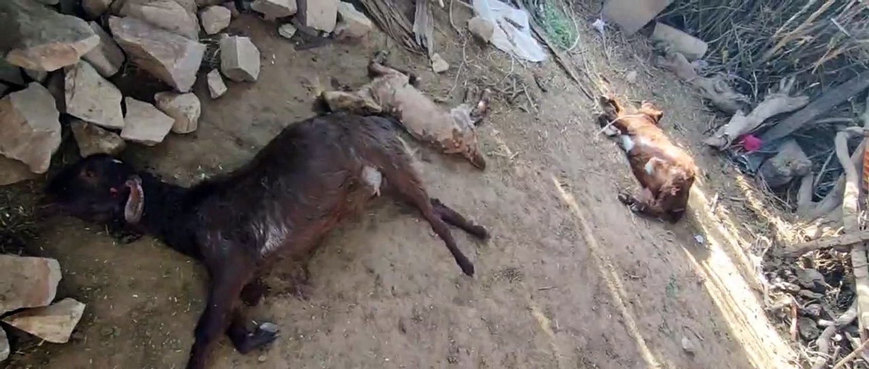 video: तारागढ़ और पुष्कर पर बना हुआ है पैंथर का मूवमेंट
