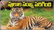 Tiger Count Increase In The Country, Says National Tiger Conservation Authority _ V6 News