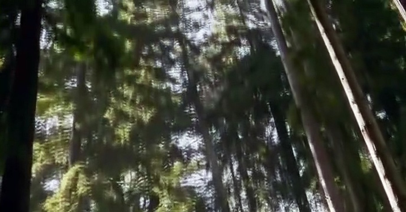 Dinosaur Revolution E004