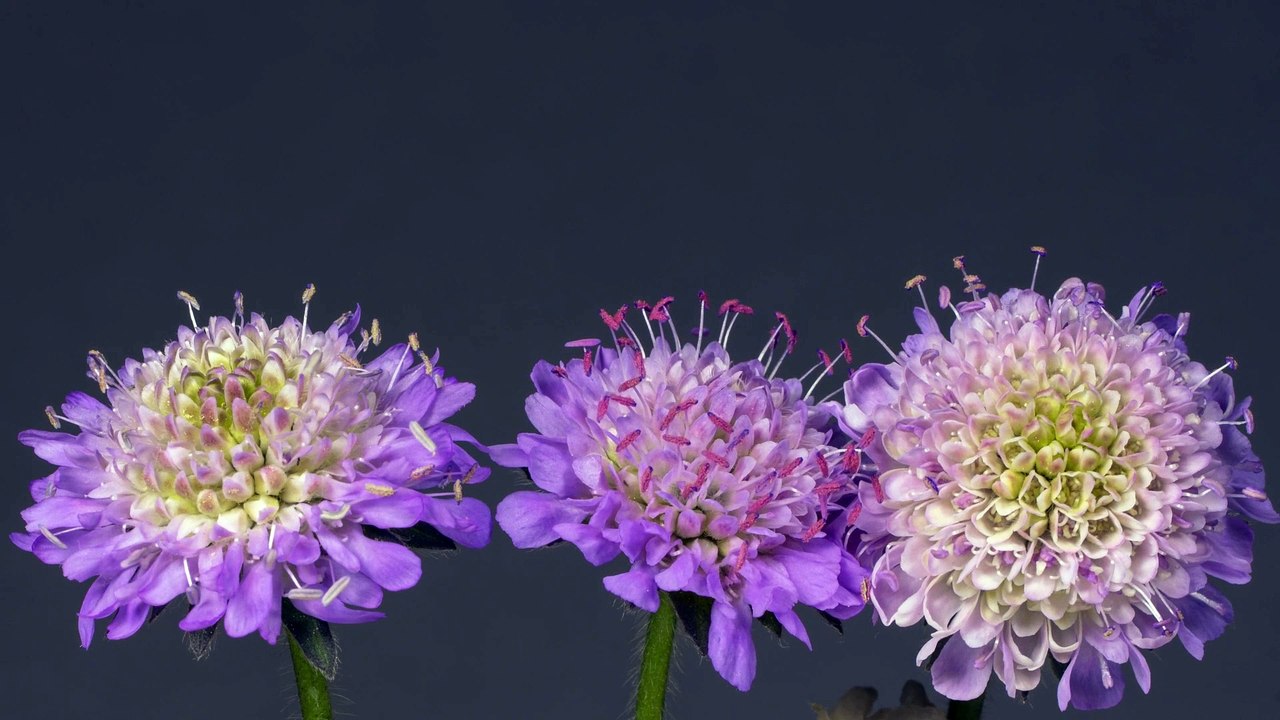 4K colorfull flower time lapse | Beautifull Blooming Flower Dancing On Nature