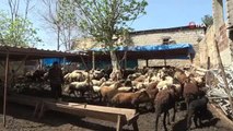 Dört çocuk annesi devletten aldığı destekle 230 koyunluk sürünün sahibi oldu