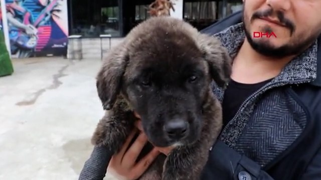 Günlerce işkence gören ‘Mucize’ köpek artık güvende