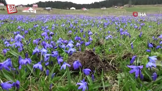 Mor Yayla'nın Mavi Yıldız çiçekleri karların erimesi ile kendini gösterdi