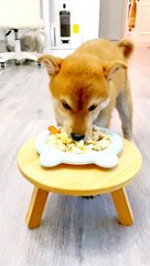 dog food at home dog food at home