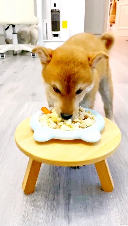 dog food at home dog food at home