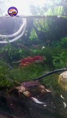 Freshwater crab (Yuyu/Ketam) Life
